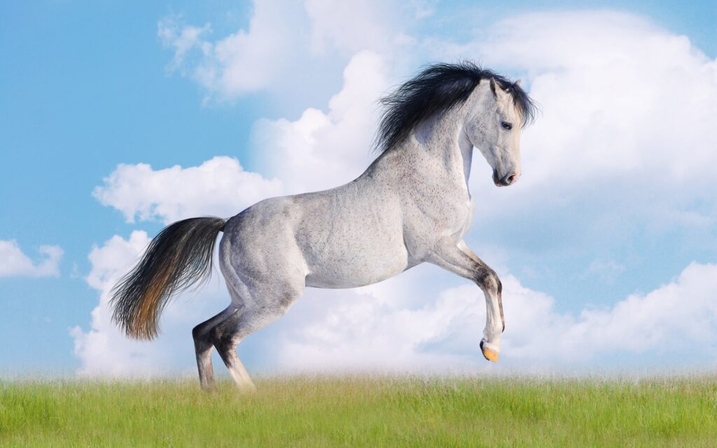 De qué color es el caballo blanco de Napoleón